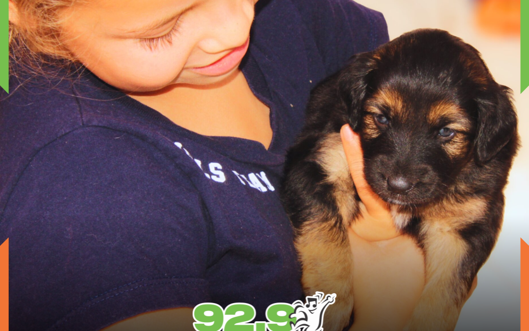 Feira de adoção da DABA acontece neste sábado (6) em Navegantes