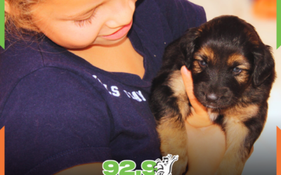 Feira de adoção da DABA acontece neste sábado (6) em Navegantes