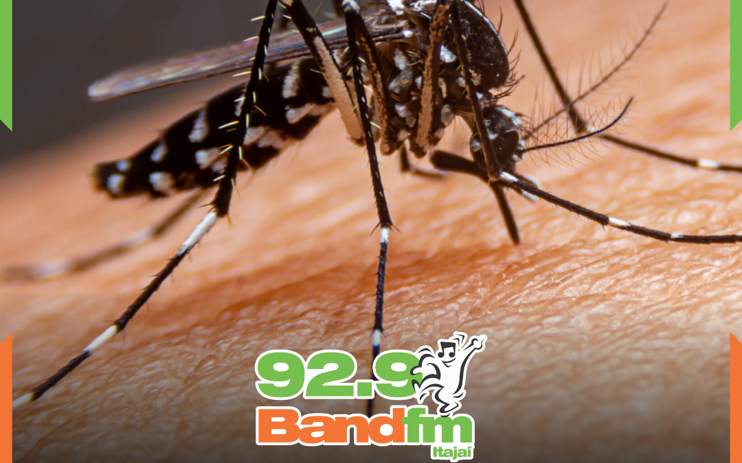 Mais de 60% das cidades de SC estão infestadas pelo Aedes Aegypti e saúde acende alerta máximo