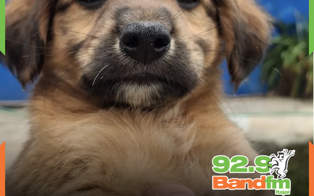 UAPA promove feira de adoção responsável de animais neste sábado (20), em Itajaí