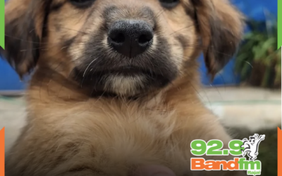 UAPA promove feira de adoção responsável de animais neste sábado (20), em Itajaí