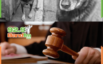 Justiça ordena remoção de conteúdos que mostram a identidade dos assassinos do cão Orelha