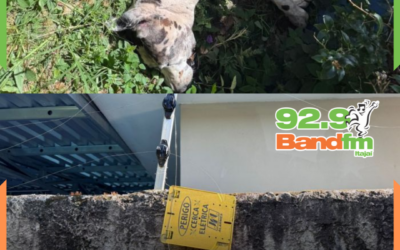 Cerca elétrica de creche cai em terreno vizinho e mata dogue alemão eletrocutado em BC