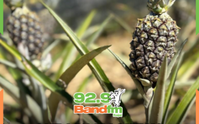 Safra de abacaxi no Brilhante II destaca força da fruticultura em Itajaí