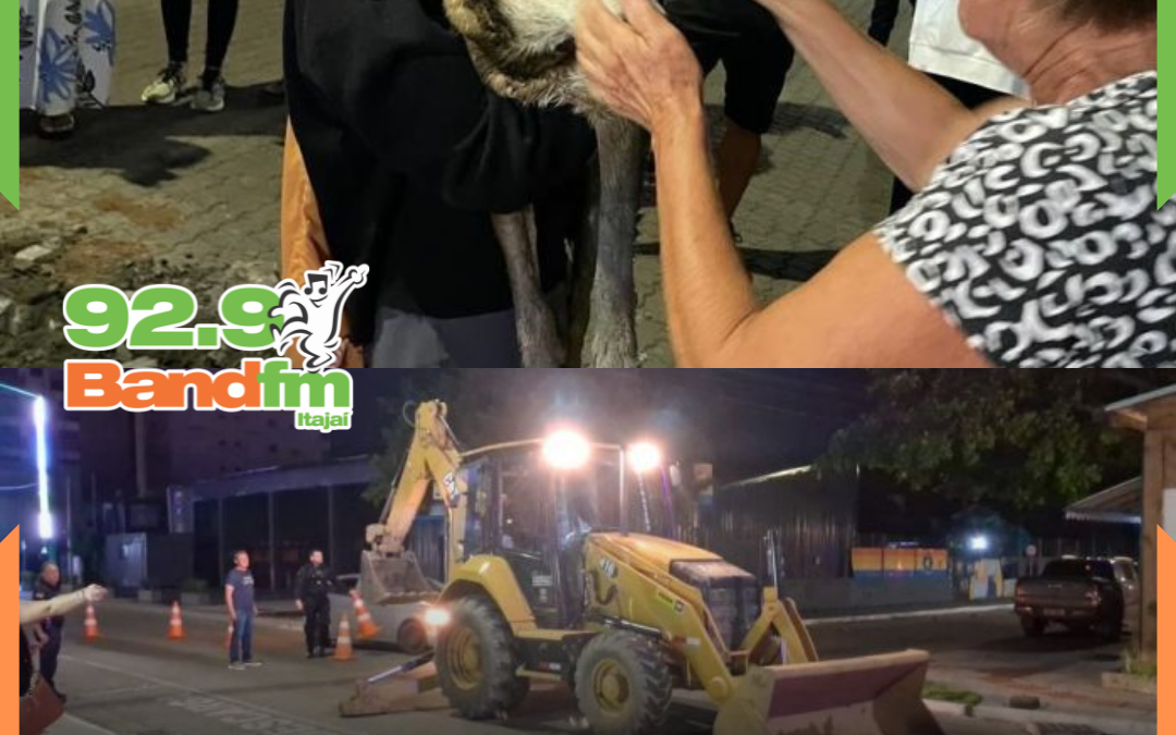 Após horas de angústia, cachorro cego é resgatado com vida após cair em galeria pluvial de Itajaí