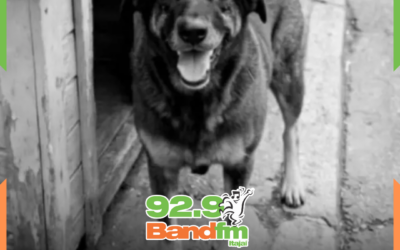 Juíza se declara “suspeita” para julgar assassinos do cão Orelha em Florianópolis