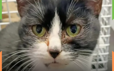 7 VIDAS: Gata sobrevive a 24 km presa em motor de carro e é resgatada com ferimentos