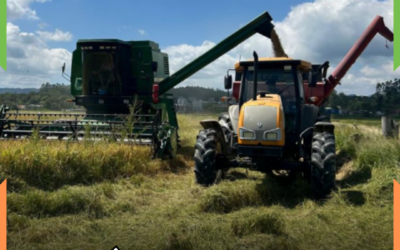 ITAJAÍ RURAL: Colheita do arroz tem expectativa de 8,5 mil quilos por hectare