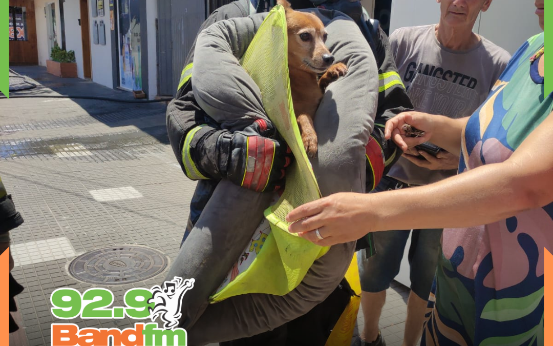 Cachorro caramelo é resgatado com vida durante incêndio na Estefano José Vanolli, em Itajaí