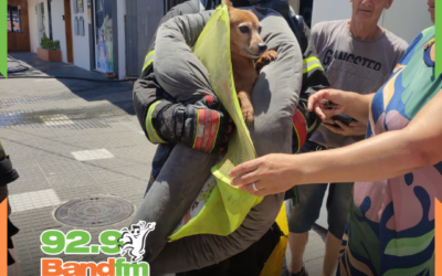 Cachorro caramelo é resgatado com vida durante incêndio na Estefano José Vanolli, em Itajaí
