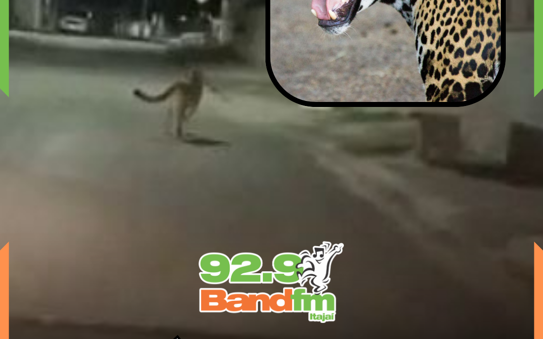 Onça é vista “dando uma voltinha” durante a noite no bairro Brilhante, em Itajaí