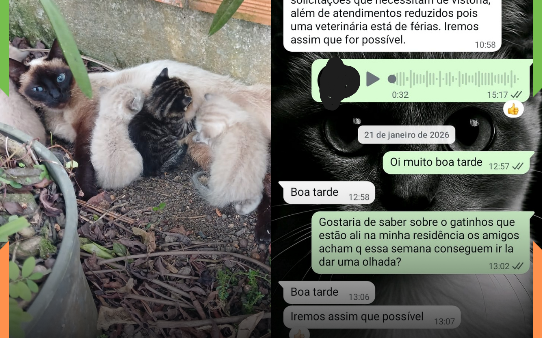 QUASE UM MÊS E NADA DE RESPOSTAS: Gata arisca entra em propriedade privada, dá cria e morador denuncia falta de resposta do INIS em Itajaí