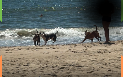 Morador é visto com 3 pitbulls sem focinheira e sem guia em praia de Itajaí; lei de SC proíbe circulação da raça e semelhantes sem equipamento adequado de segurança