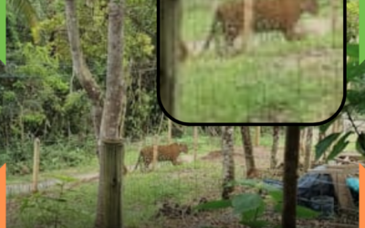 EXCLUSIVO: Felino de grande porte é avistado em sítio no bairro Rio do Meio, em Itajaí, sentido Camboriú