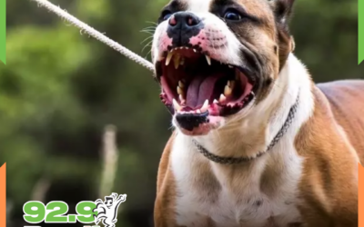Criança tem perna dilacerada por pitbull e tutor acaba preso em SC