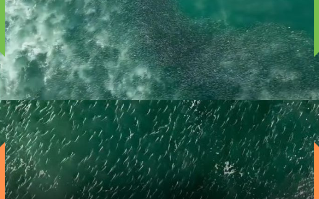 “MAR DE TAINHAS”: Cardume impressiona e cobre mais de 2 KM na costa de Santa Catarina