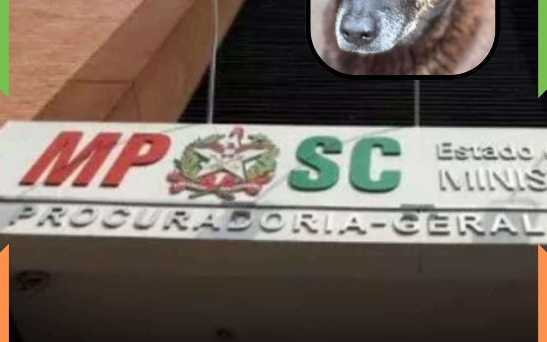 “NÃO HOUVE AGRESSÃO”: MPSC associa morte do cão Orelha à doença grave e pede arquivamento