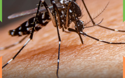 Itajaí intensifica combate à dengue com nova ação de recolhimento de pneus