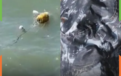 Alerta de possível corpo no mar mobiliza operação dos bombeiros em Penha