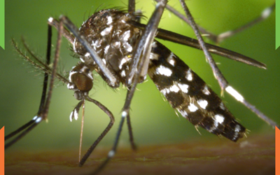 BOLETIM EPIDEMIOLÓGICO APONTA REDUÇÃO DE MAIS DE 90% NOS CASOS PROVÁVEIS DE DENGUE EM ITAJAÍ EM 2026