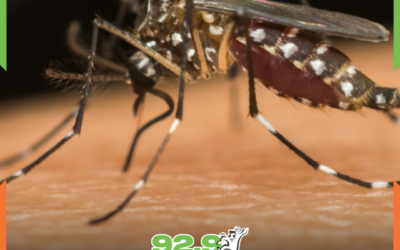 Itajaí reforça prevenção à dengue com início do método Wolbachia