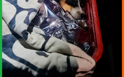 GAMF RESGATA CÃO ATROPELADO NO BAIRRO ESPINHEIROS, EM ITAJAÍ