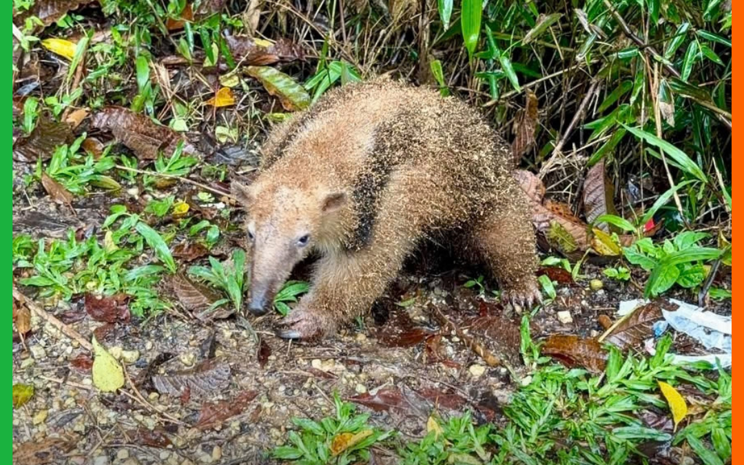 GAMF RESGATA TAMANDUÁ-MIRIM NA PRAIA BRAVA, EM ITAJAÍ