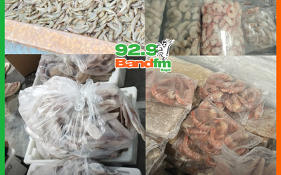 CERCA DE 13 TONELADAS DE PESCADOS IMPRÓPRIOS PARA CONSUMO SÃO DESCARTADAS NO LITORAL DE SC